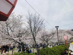 Sakura Beauty In Kyoto 円山公園＆建仁寺